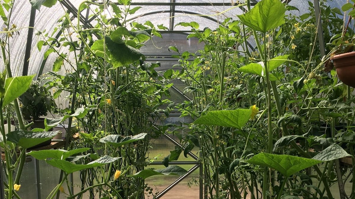Co se dá pěstovat ve skleníku a jak na to